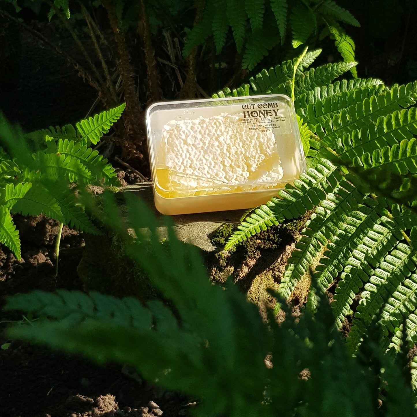English Cut Comb Honey - Dark