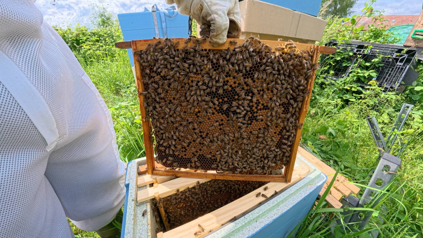 14x12 6 frame nuc
