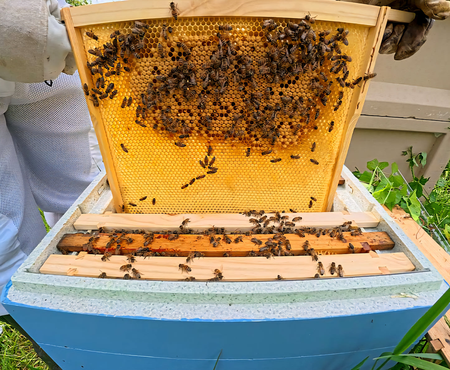14x12 6 frame nuc